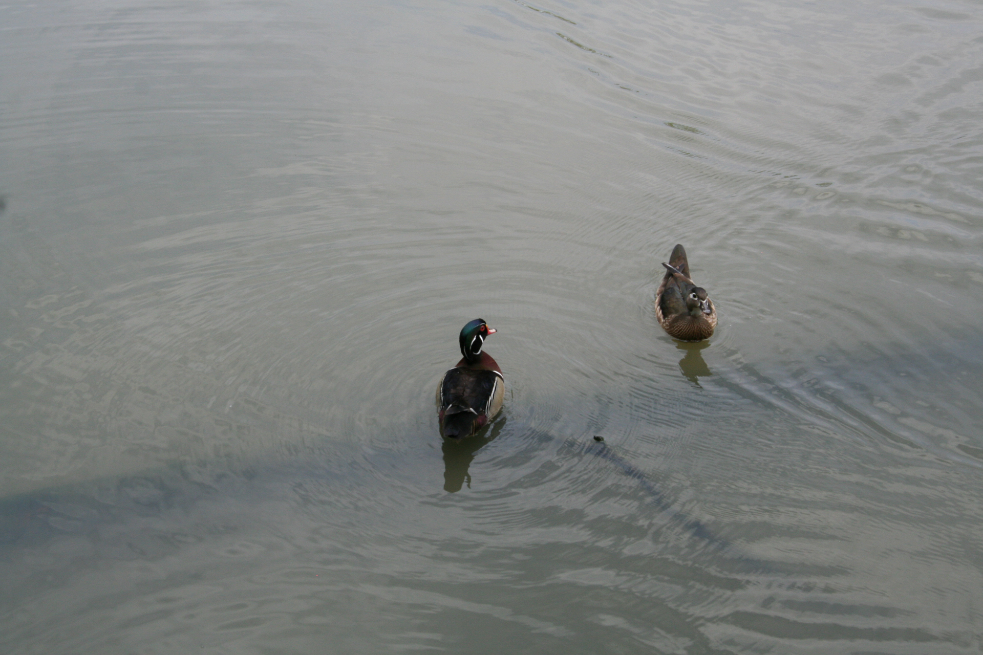 Ein Brautenten-Paar/A wood duck pair